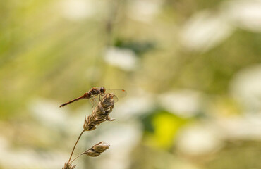 Autumn Meadowhawk, Sympetrum vicinum, female