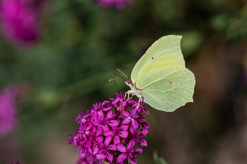 Brimstone butterfly on pink flower. Gonepteryx rhamni