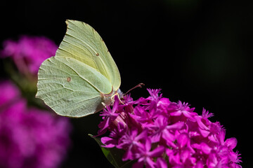 Brimstone butterfly on pink flower. Gonepteryx rhamni