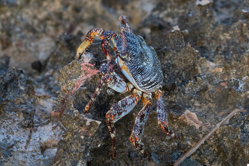 Speckled crab on rocks, eating pink seaweed. On the island of Aruba. 
