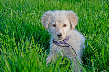 White puppy in the green grass.