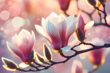 Foto op Aluminium Beautiful blooming magnolia flowers on blurred bokeh background.  © rob3rt82