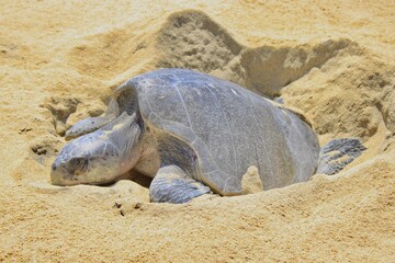 Tortuga dejando huevecillos 