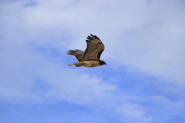 Ave volando