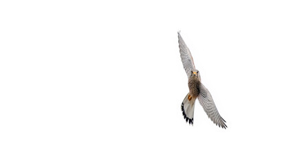 Common Kestrel Flying (Falco Tinnunculus)