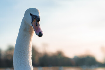 Closeup of a swan with a sharp eye and contrasting black beak, set against a softfocus backdrop of...