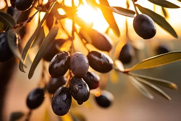 Zelfklevend Fotobehang ripe black olives on a tree closeup  at sunset or sunrise. Olive oil production. Organic natural spanish typical product.  © Dina