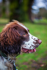 english springer spaniel