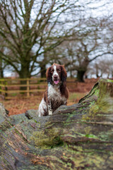 english springer spaniel