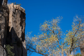 A tree near an Arizona rock cliff on a blue sky