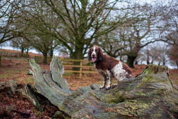 Dog in the woods