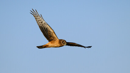 Northern Harrier isolated against blue sky with eye gazing while hunting