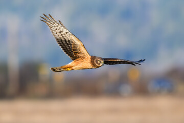 Northern Harrier hunting over winter field with wings extended with wild bird viewed in closeup