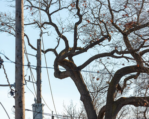 winter tree sky and poles with wires in the city