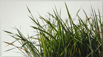Naklejka premium Bush of grass on plain white background from Generative AI