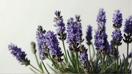 Bush of lavender flowers on plain white background from Generative AI - obrazy, fototapety, plakaty