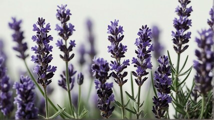 Bush of lavender flowers on plain white background from Generative AI