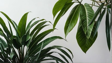 Bush of tropical leaves on plain white background from Generative AI