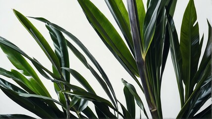 Bush of tropical leaves on plain white background from Generative AI