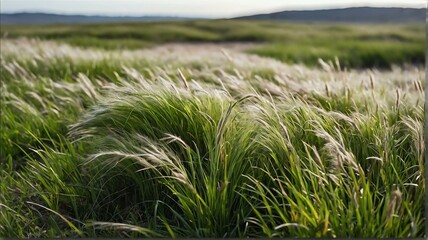 Tussock of green grass on plain white background from Generative AI