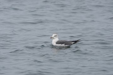 Pacific gull. Far Eastern Marine Reserve.