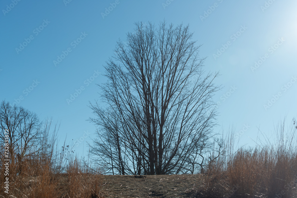 Canvas Prints sandy path and trees beyond on a blue sky in the park