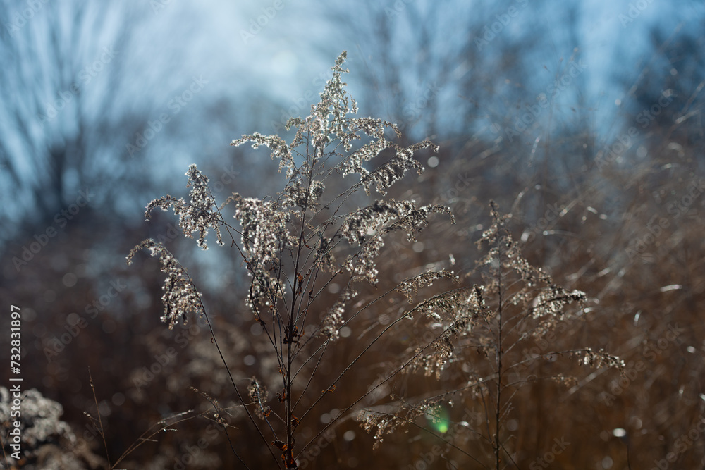 Canvas Prints dried plant in winter in the park