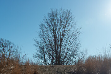 sandy path and trees beyond on a blue sky in the park