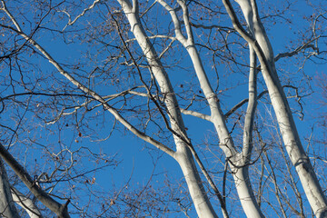 Platanus × acerifolia tree limbs with bright highlights on a clear winter blue sky