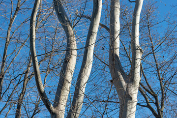 Platanus × acerifolia tree limbs with bright highlights on a clear winter blue sky