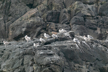 Seabirds sit on a stone in the middle of the sea. Marine dens of the Russian Far East. Far Eastern Marine Reserve.