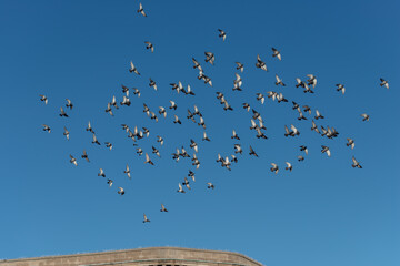flock of pigeons in the city