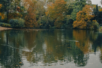 Fototapeta premium autumn in the park