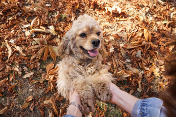 Cute cocker spaniel dog with owner in autumn park