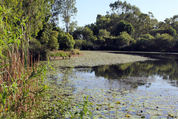 Serene pond surrounded by lily pads, reeds and trees at Koowin Drive Park in Gladstone, Queensland, Australia