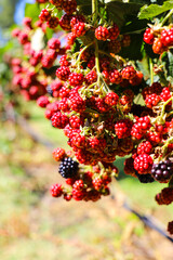 Unripe blackberries on vine at a Berry picking farm, Rail Trail, Bright, Victoria, Australia