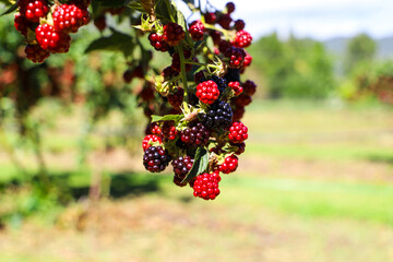 Unripe blackberries on vine at a Berry picking farm, Rail Trail, Bright, Victoria, Australia