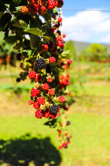 Unripe blackberries on vine at a Berry picking farm, Rail Trail, Bright, Victoria, Australia