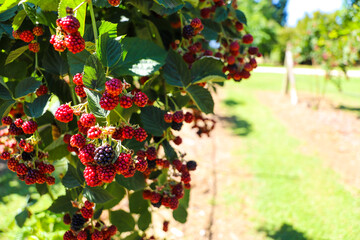 Unripe blackberries on vine at a Berry picking farm, Rail Trail, Bright, Victoria, Australia