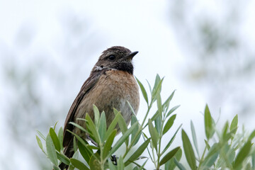 Tarabilla común. Saxicola rubicola