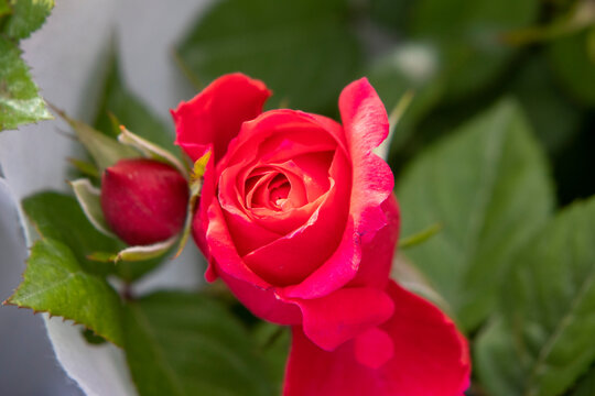 Close-up of single red rose