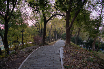 Pathway and colorful autumn foliage in the garden