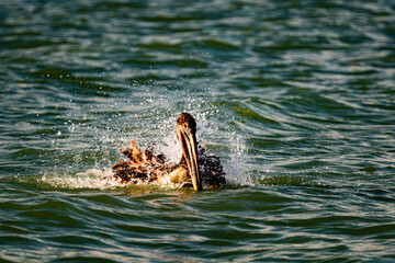 a brwon pelican swimming on the carribean sea