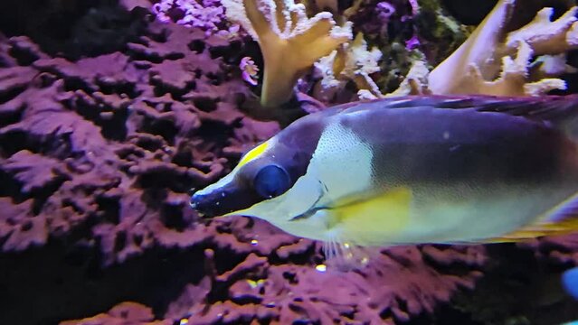 Close up tropical Foxface rabbitfish swimming around corals underwater