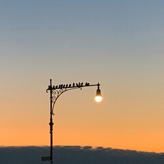 birds on the light post during the sunset