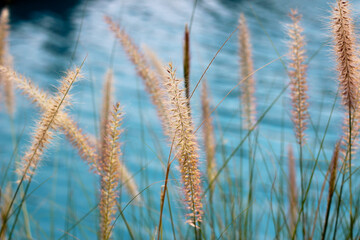 Fourtain grass with blue water pool