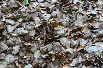 Fallen leaves for made into compost