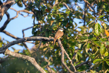 Fototapeta premium A Great Kiskadee in Costa Rica