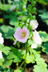 Hollyhock flower blooming in the park