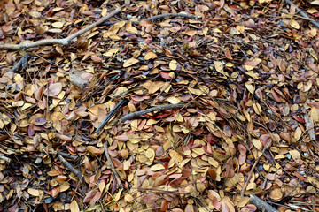 Fallen leaves for made into compost